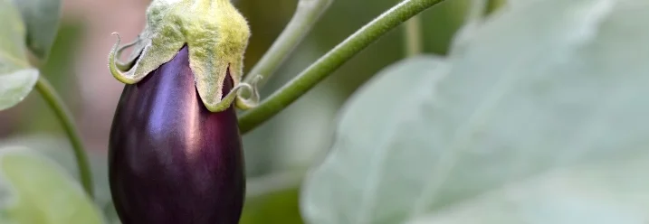 Aubergine an Pflanze